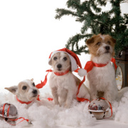 Pets related image